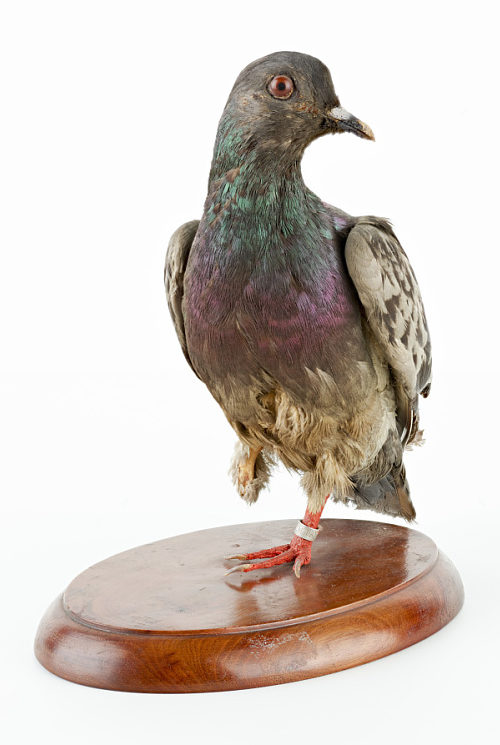 Plight of the Pigeon