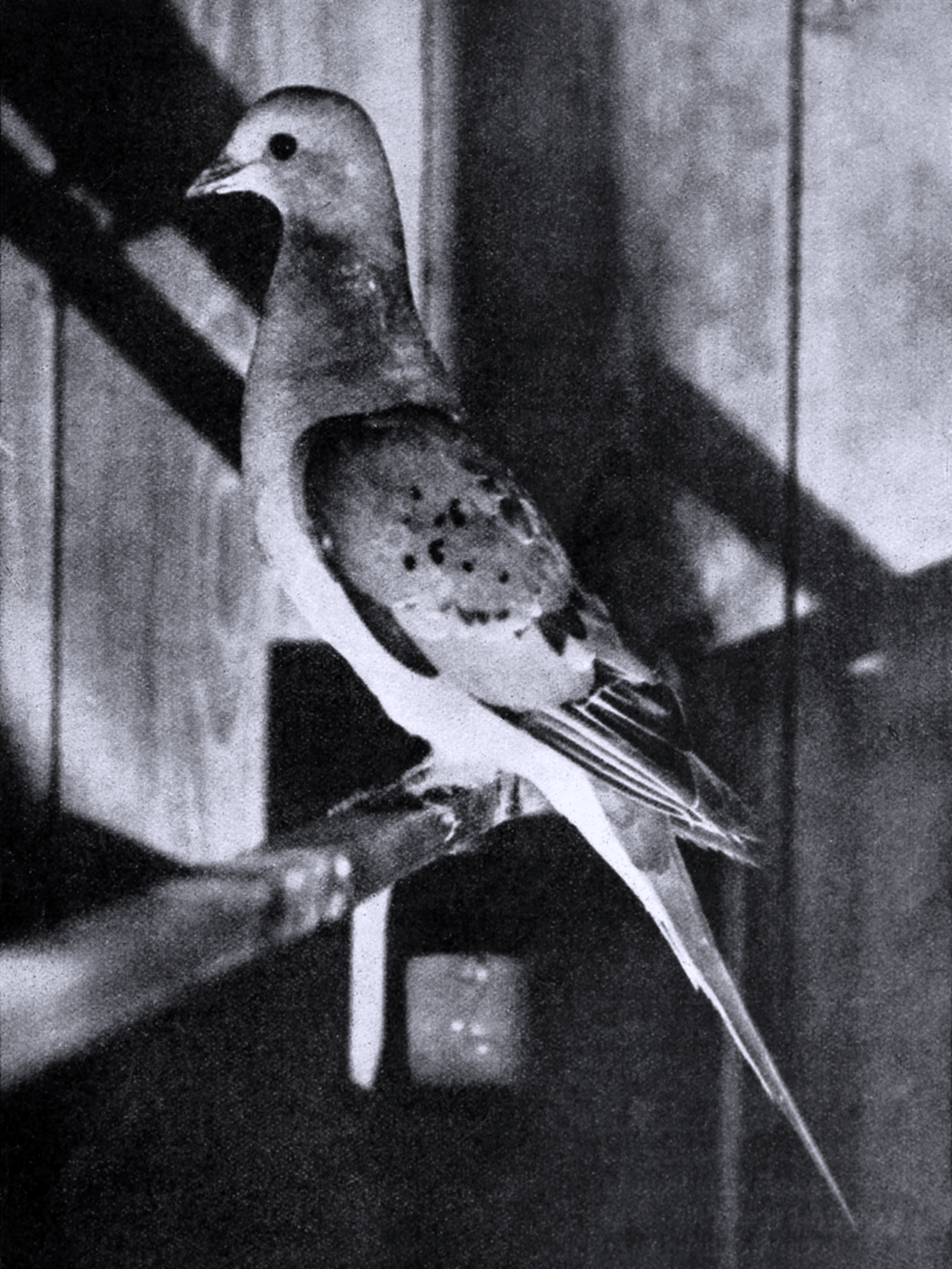 Plight of the Pigeon