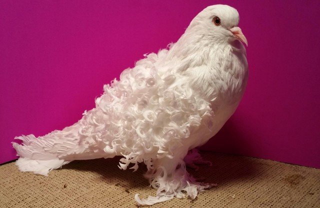 Plight of the Pigeon
