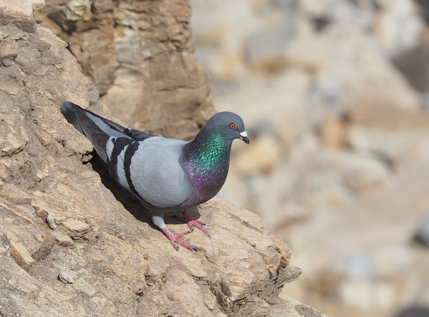 Plight of the Pigeon