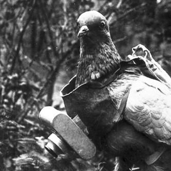 Plight of the Pigeon